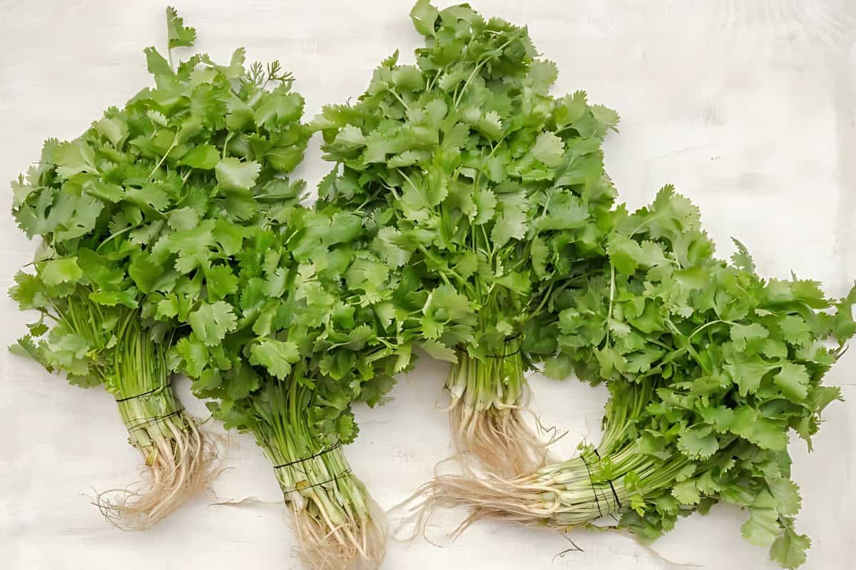 A bunch of fresh coriander tied together. 