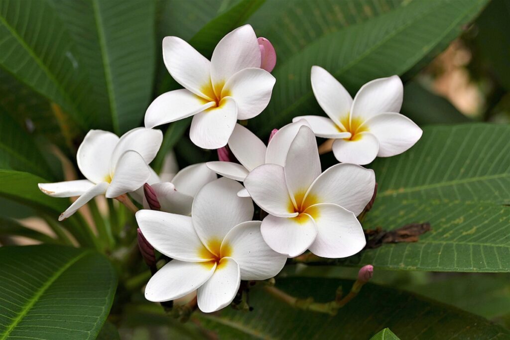 Fresh Plumeria flowers.