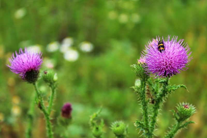 Tulsi Rose Low Histamine Tea Recipe – Mast Cell 360