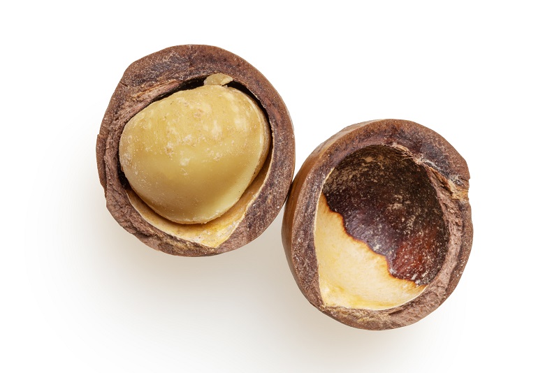 An opened macadamia nut.