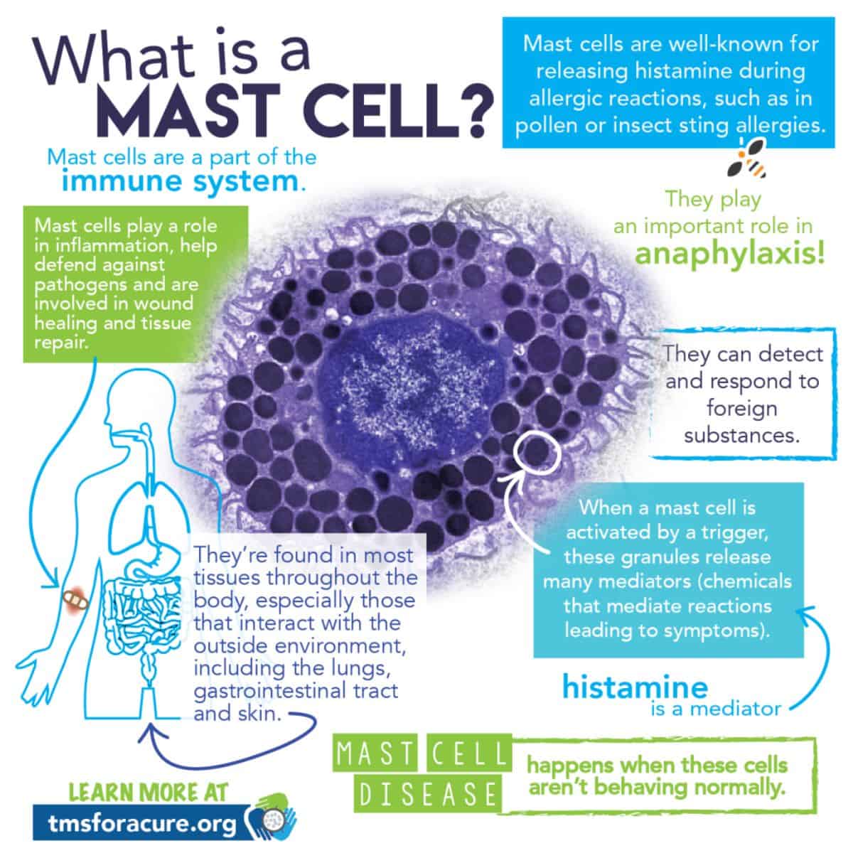 a graphic guide to mast cell.