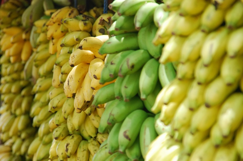 A bunch of ripe and unripe bananas. 