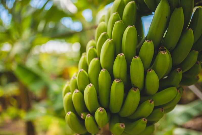 Are Bananas High in Histamine? (Banana Histamine Levels)