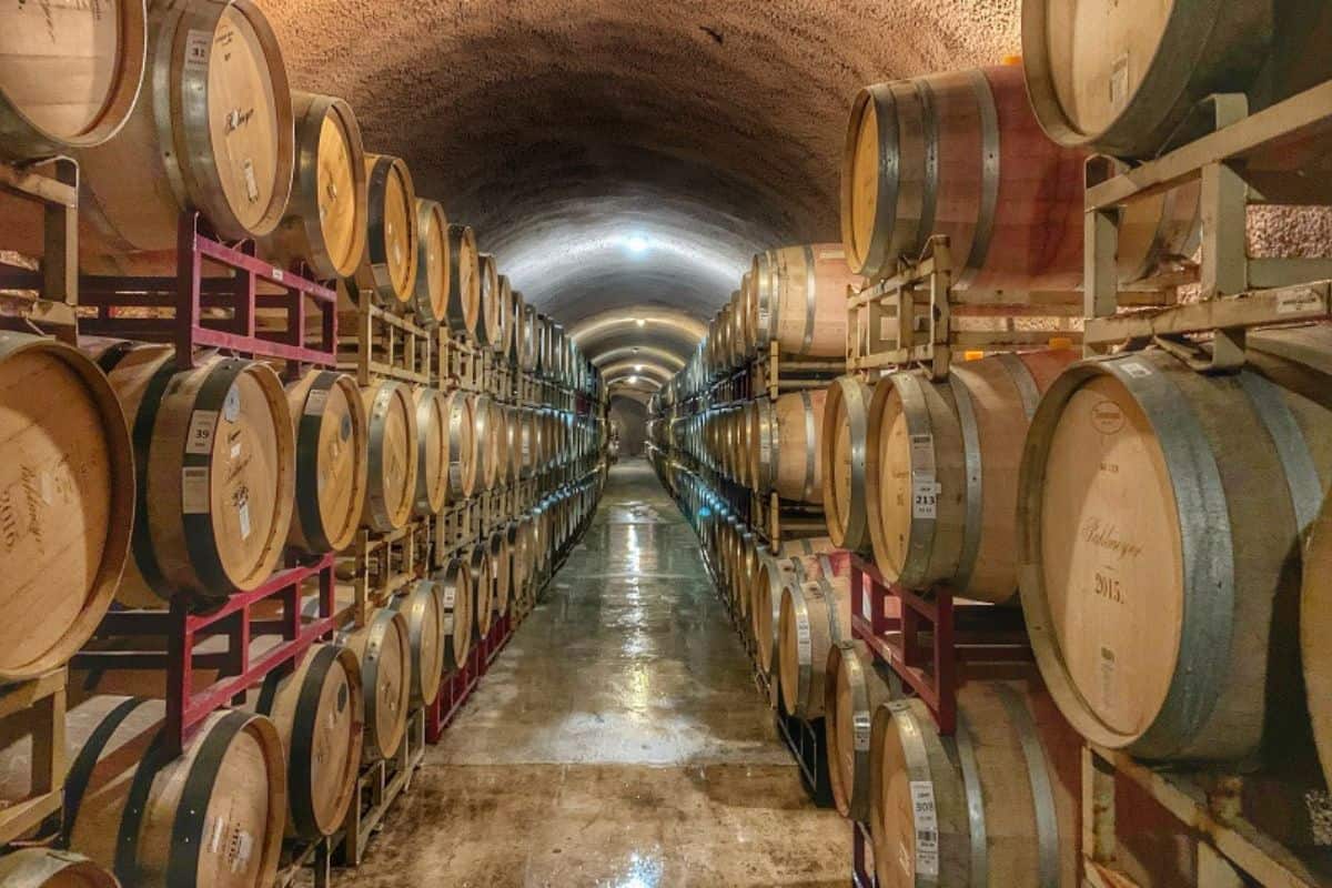wine barrels in a winery.