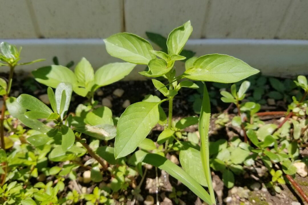 How to Make Tea With Lemon Basil (Fresh or Dried)