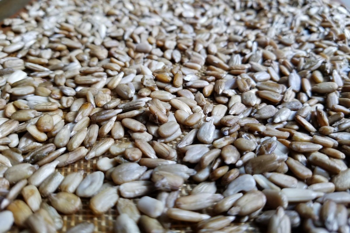 Vegan Sunflower Seed Pesto (Without Lemon Juice, Low Histamine)