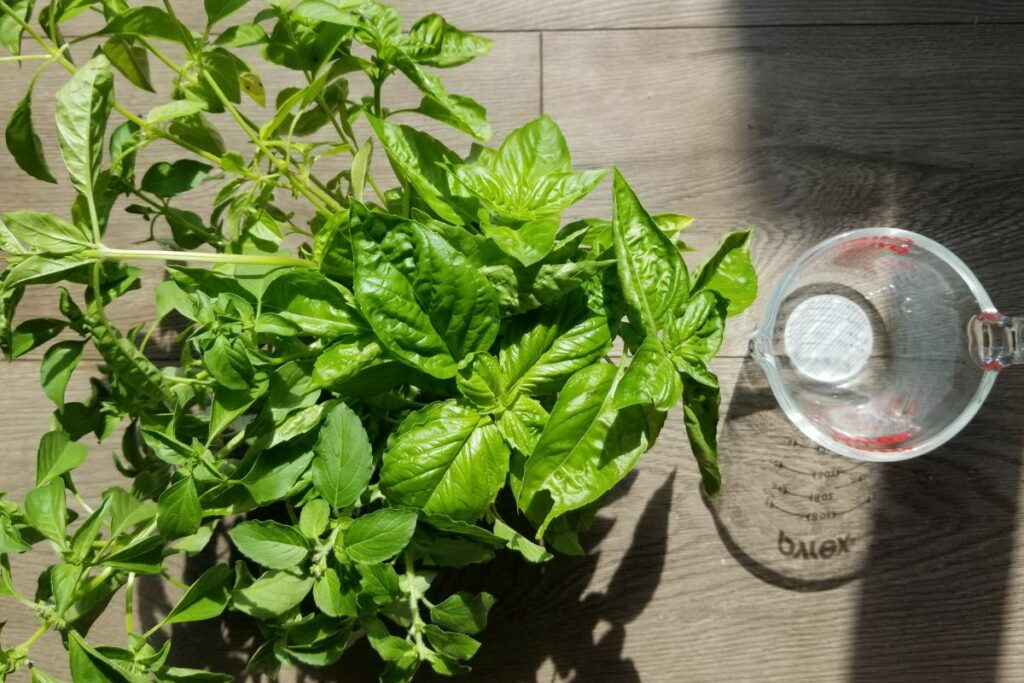 How to Freeze Basil 4 Ways