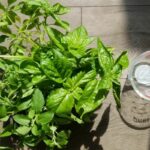a potted basil plant on a wooden table next to a glass of water.