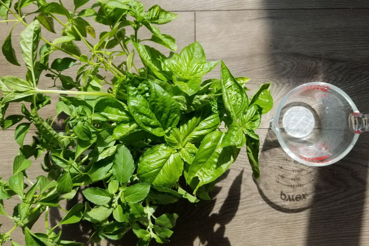 a potted basil plant on a wooden table next to a glass of water.