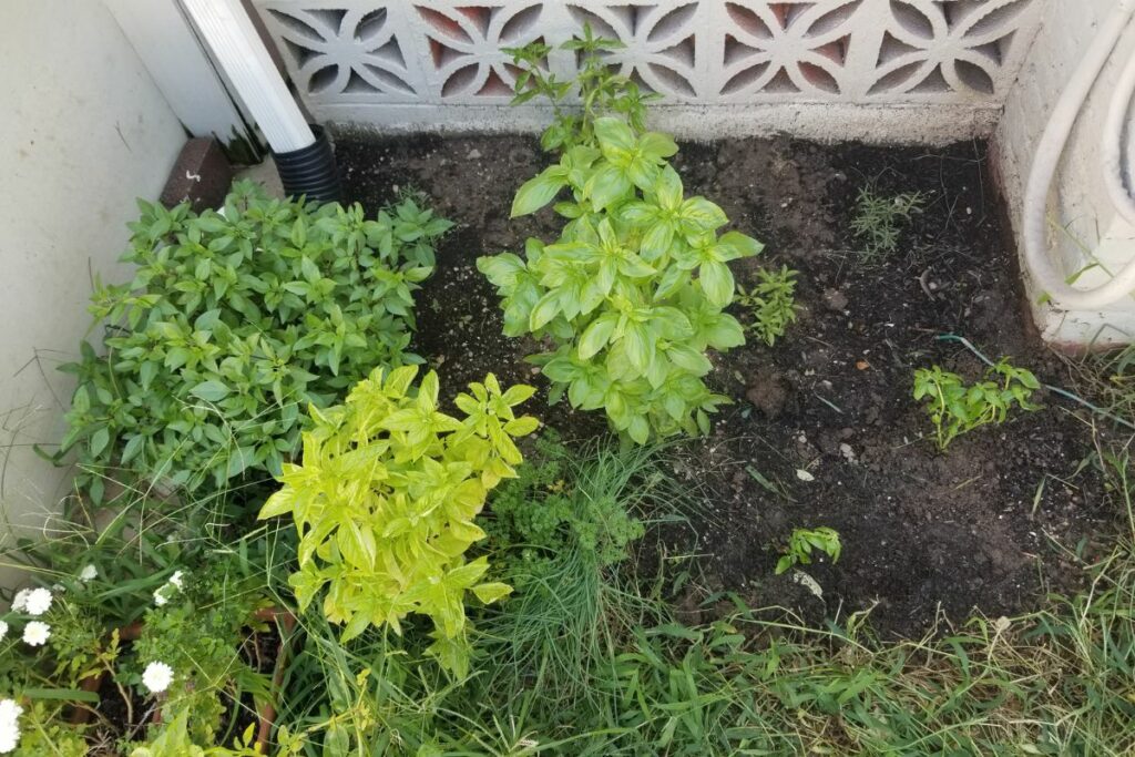 Homegrown tea plants.