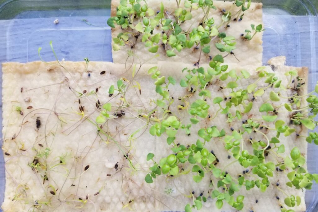 vibrant basil microgreens growing in a plant box.