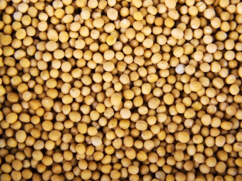 7 Best Chia Seed Substitute Options