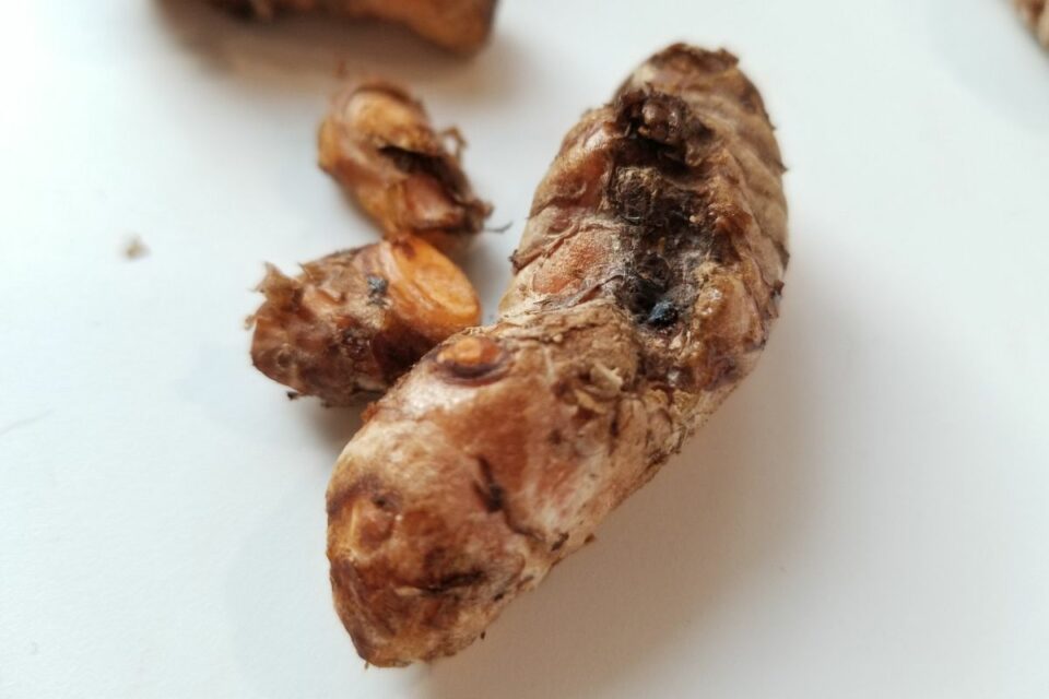 How to Store Fresh Turmeric Root (3 Ways!) | Low Histamine Eats