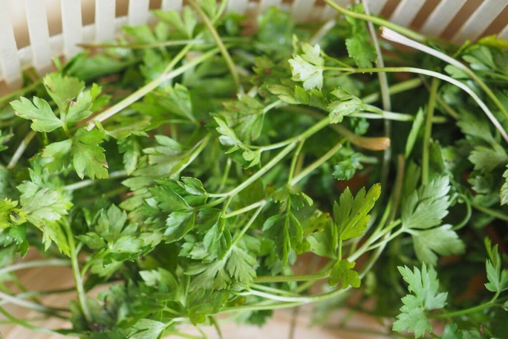 vibrant cilantro microgreens on a coriander.