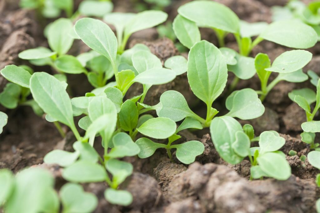 bok choy microgreens.