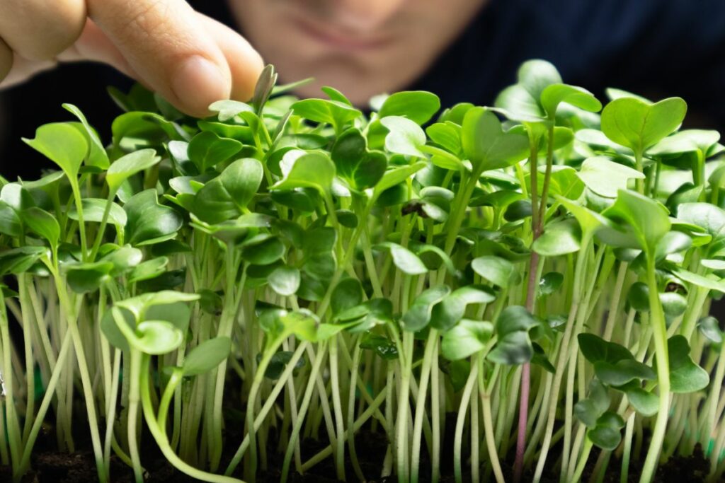 vibrant cauliflower microgreens.