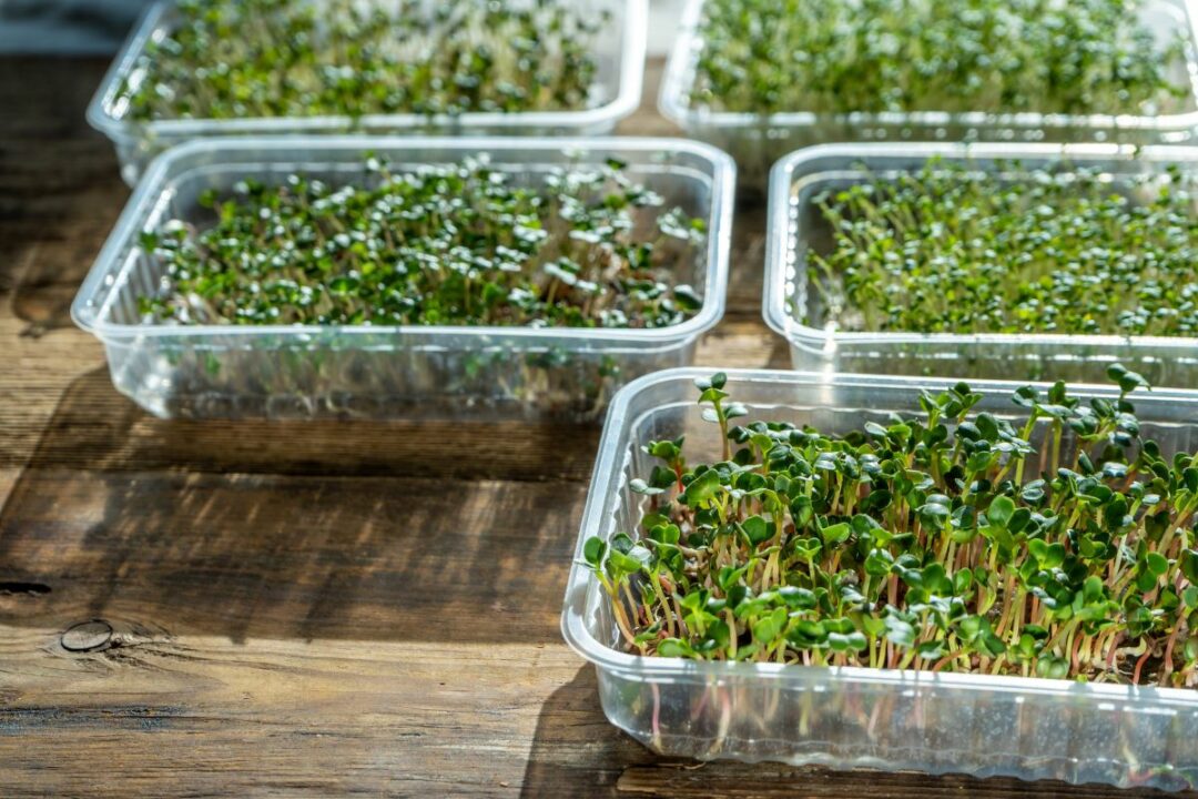 13 Best Microgreens to Eat and Grow (Healthiest & Easiest!)