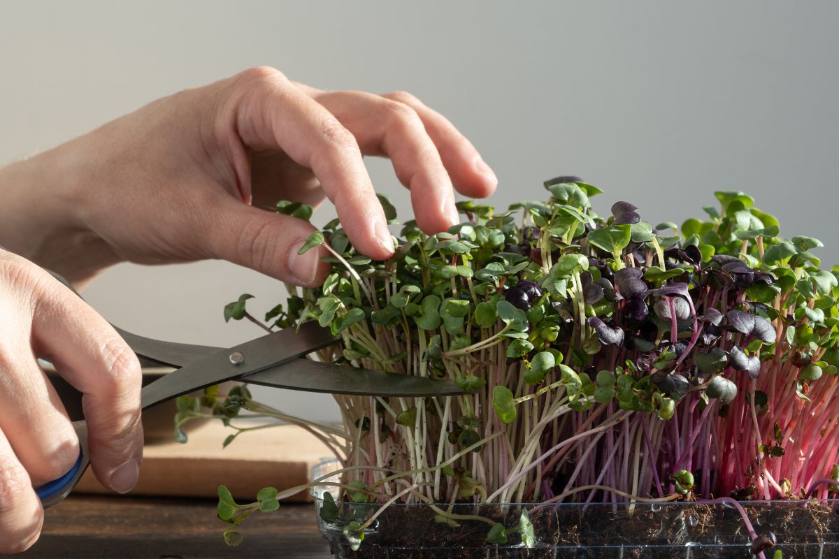 vibrant microgreens in a soil.