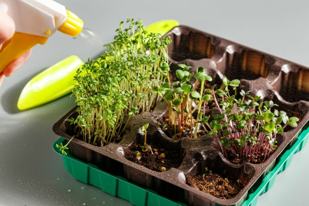 watering vibrant microgreens sprouting from a plastic plant box.