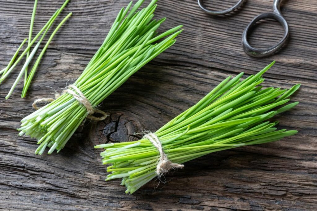 bundles of fresh barley grass on a wooden table.