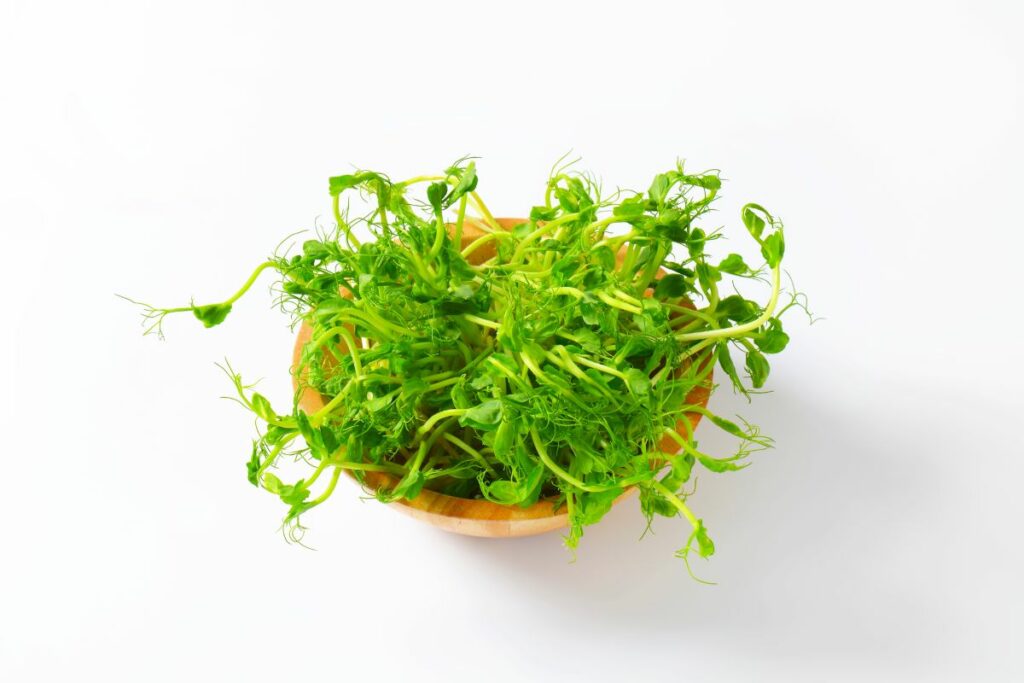 vibrant green pea microgreens.