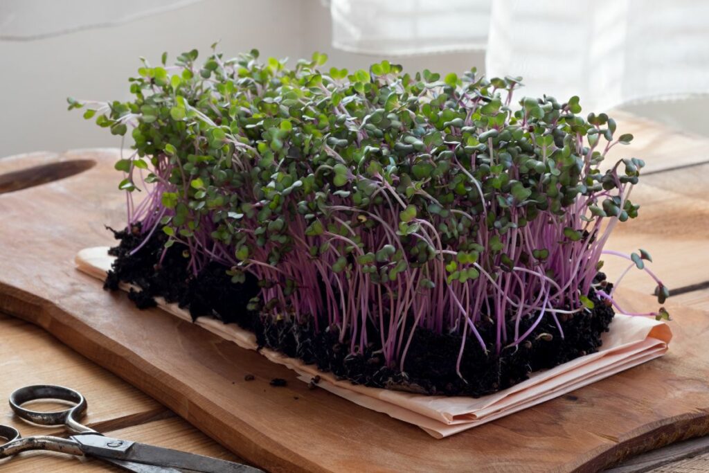 vibrant red cabbage microgreens.