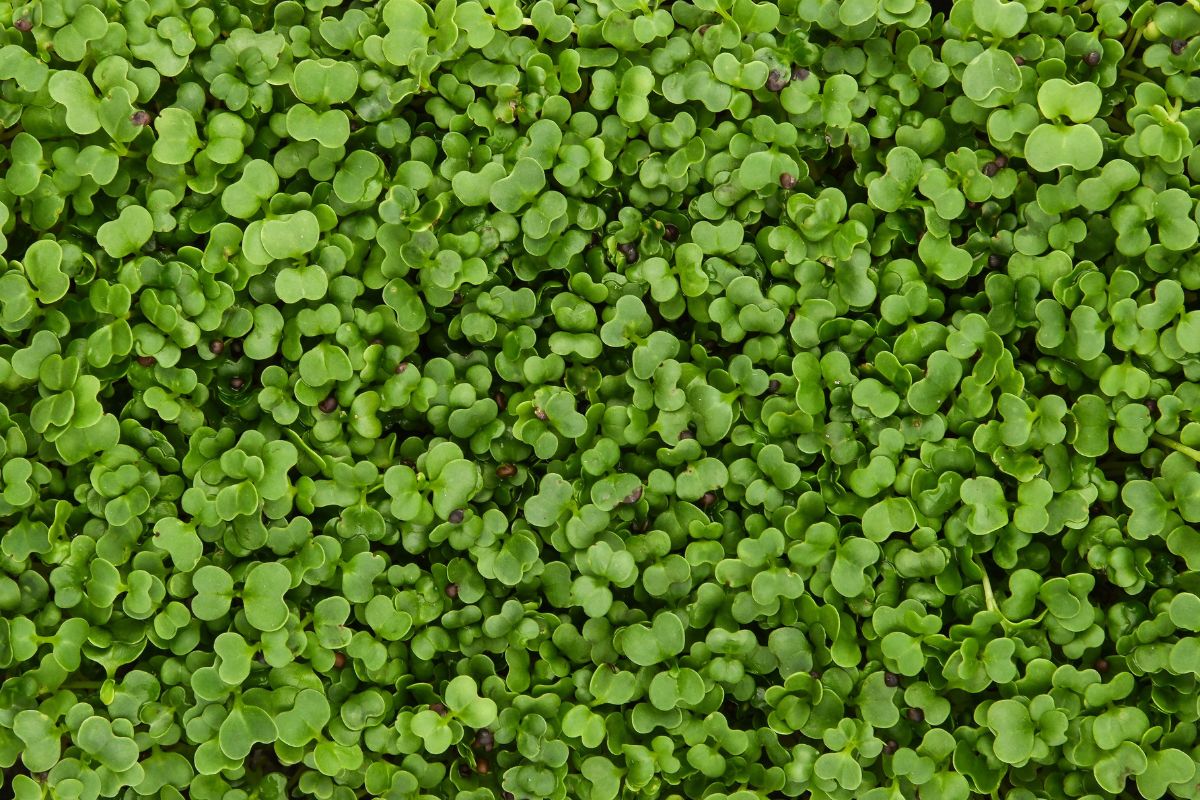 vibrant green arugula microgreens.
