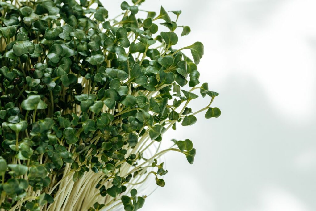 vibrant kale microgreens.