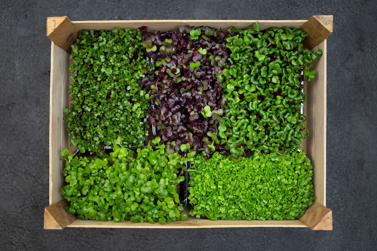 different microgreens in a wooden plant box.