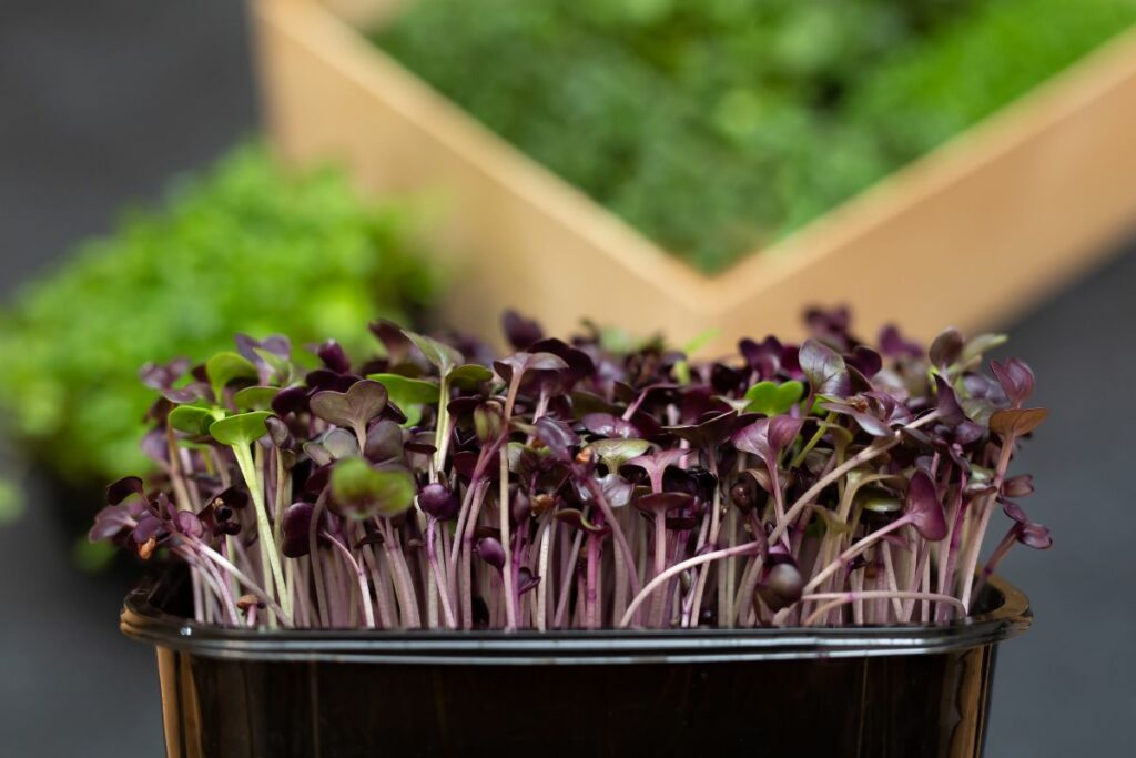 vibrant radish microgreens growing in a plant box.