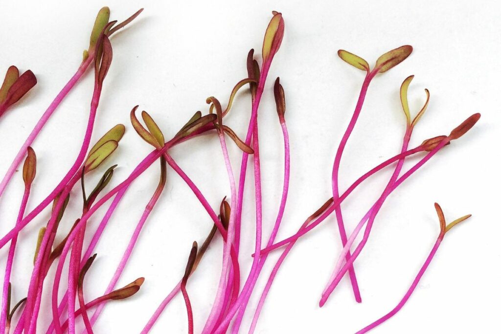 vibrant beet microgreens growing on a flat surface.