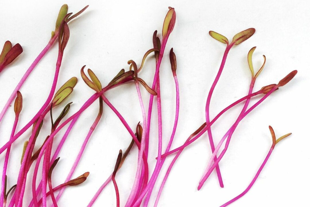 13 Best Microgreens to Eat and Grow (Healthiest & Easiest!)