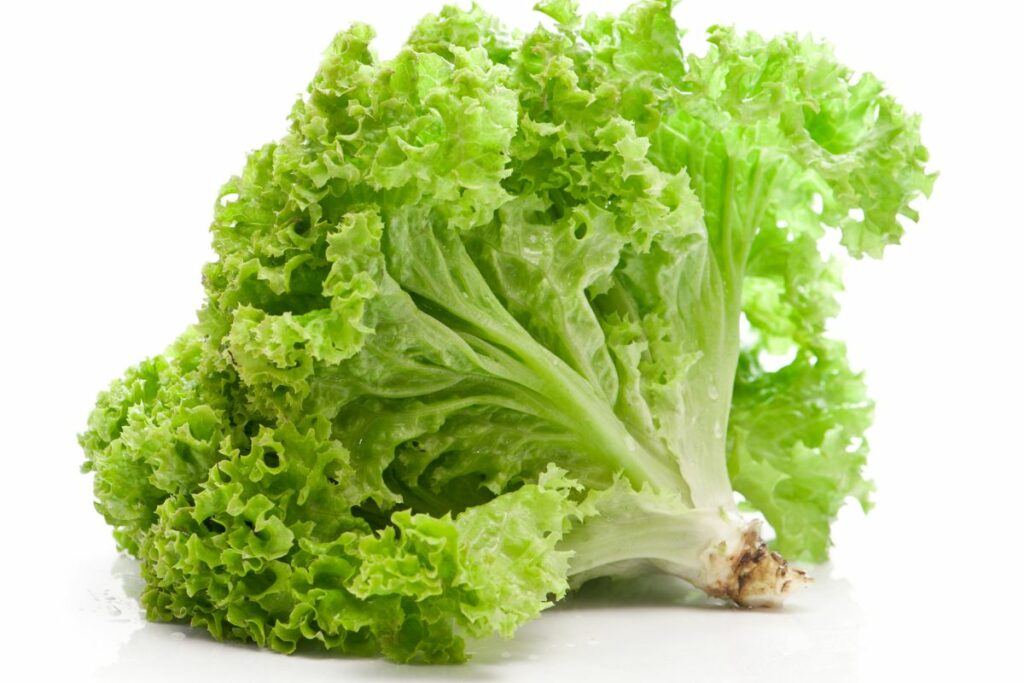 Green leaf lettuce.