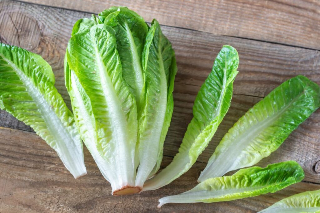 Fresh romaine lettuce.