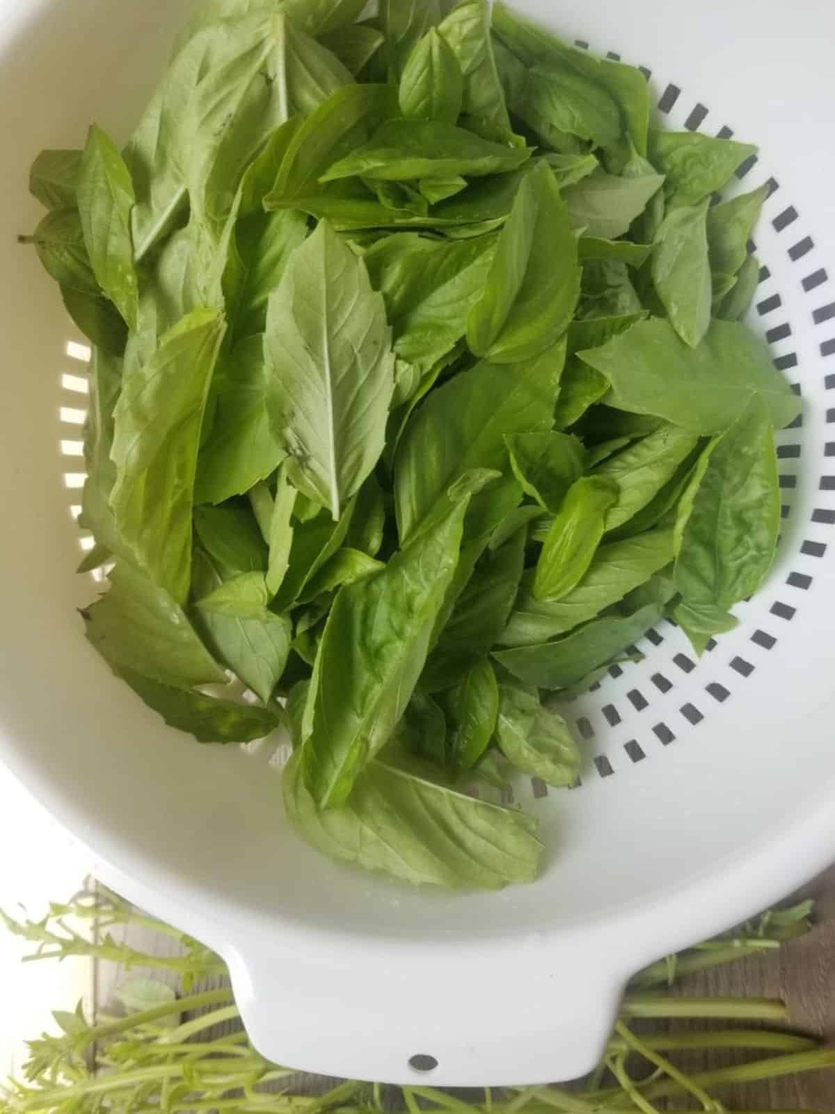 plucked basil leaves from stems in a plastic coriander.