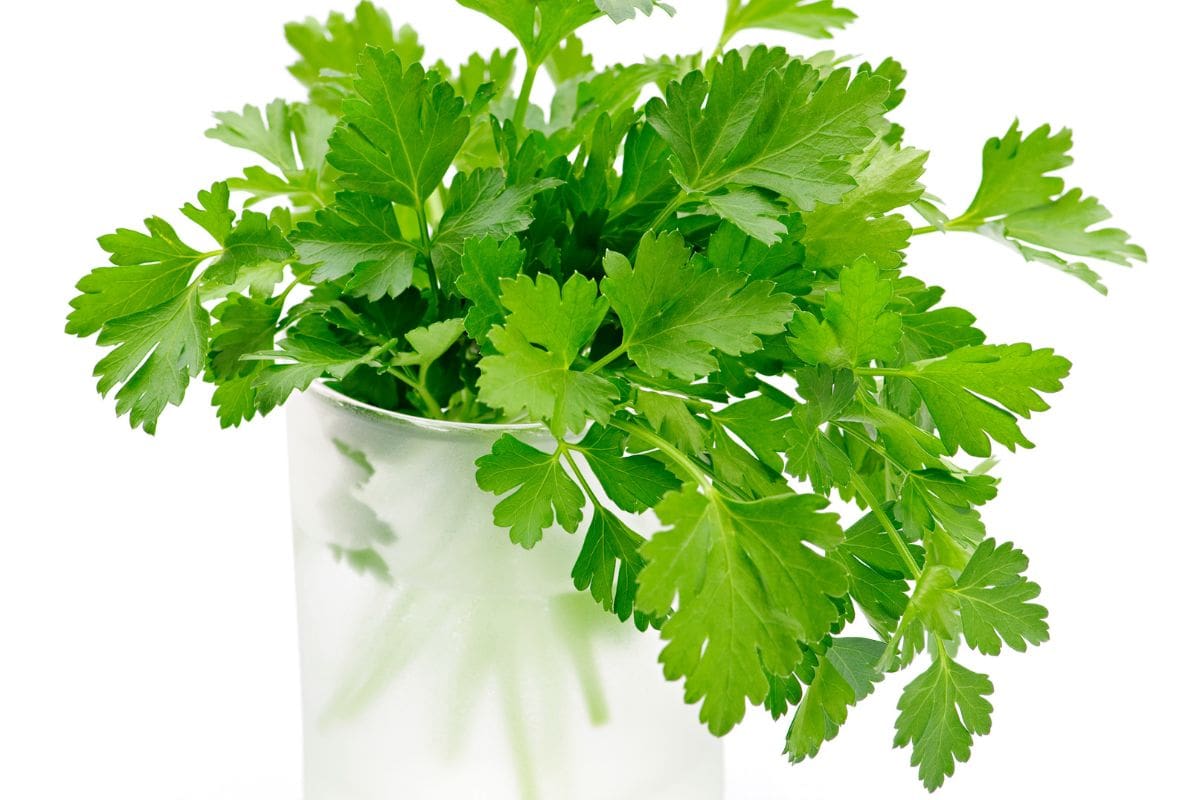 fresh parsley soaked in a glass with water.