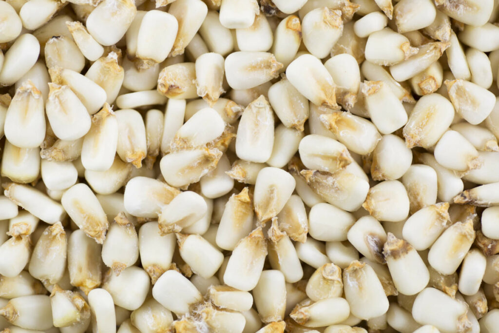 A pile of Hominy corn kernels.