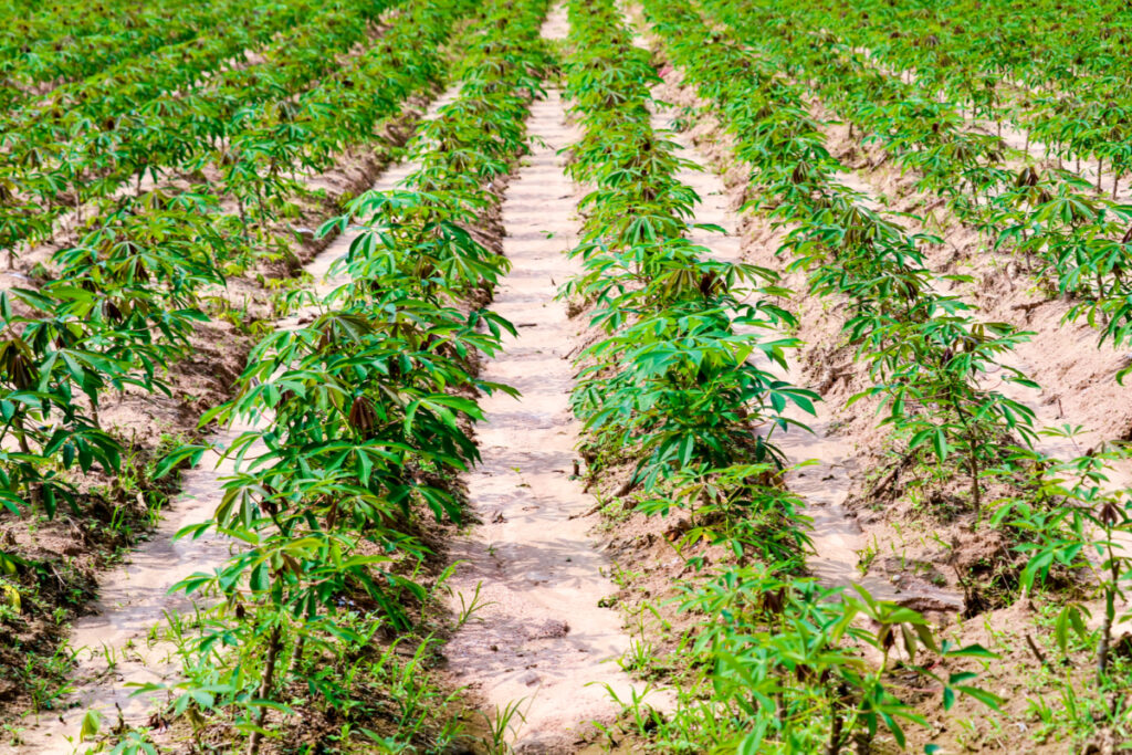 Cassava plantation farm. 