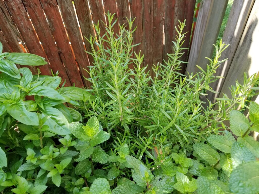 fresh rosemary in home garden.