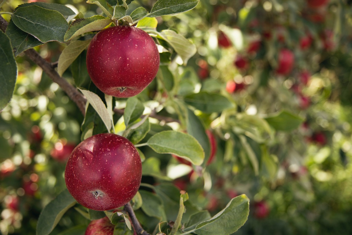 red apples growing on a tree with green leaves.