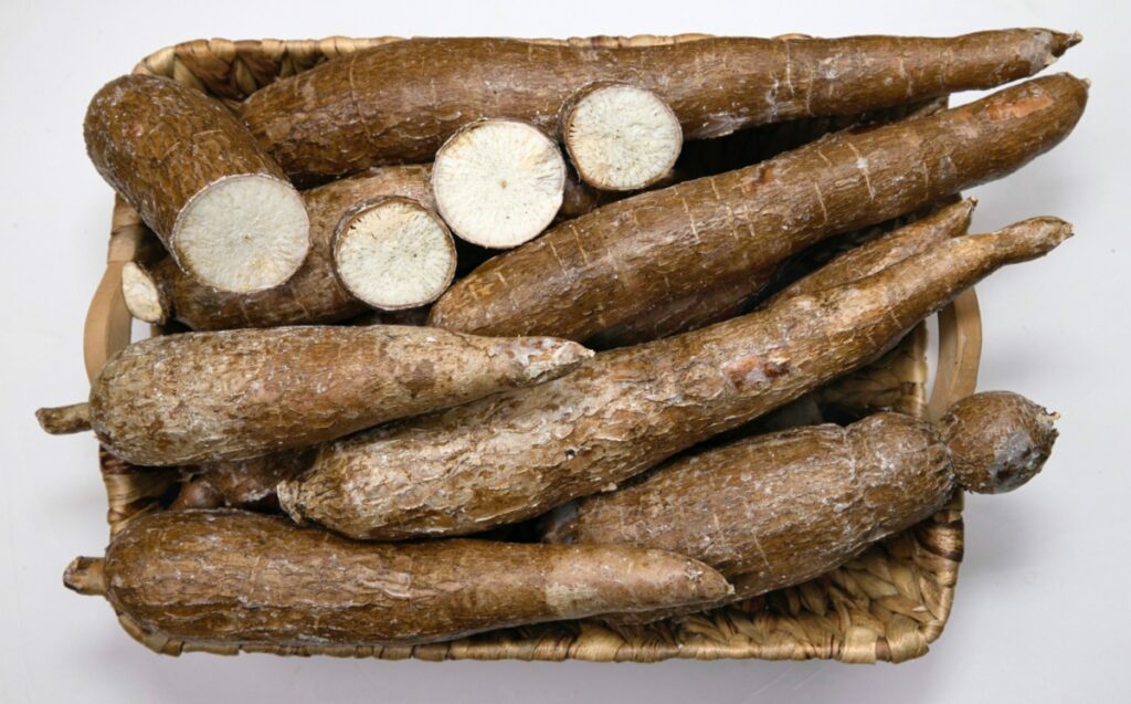 Fresh cassava root. 