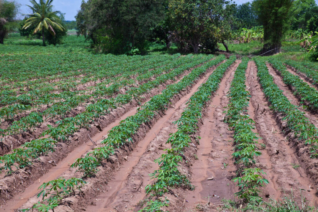 Cassava farm. 