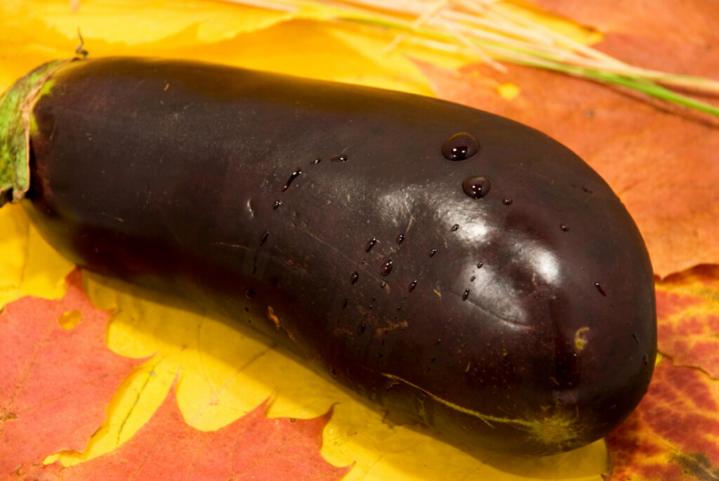 A fresh eggplant.