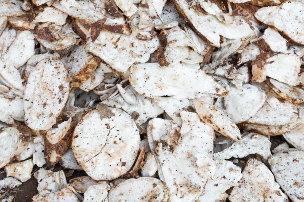 Slices of cassava roots. 