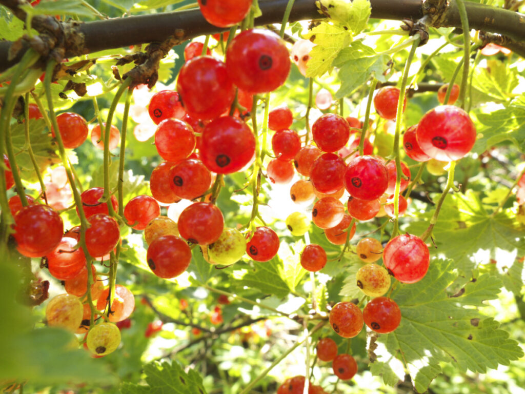 Red currants hanging from its tree.