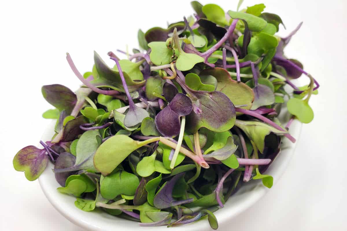 rainbow mix microgreens in a glass bowl.