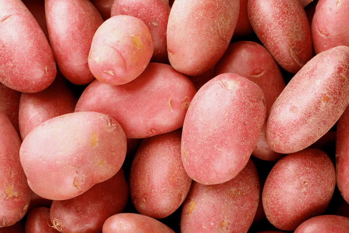 a pile of vibrant fresh potatoes.