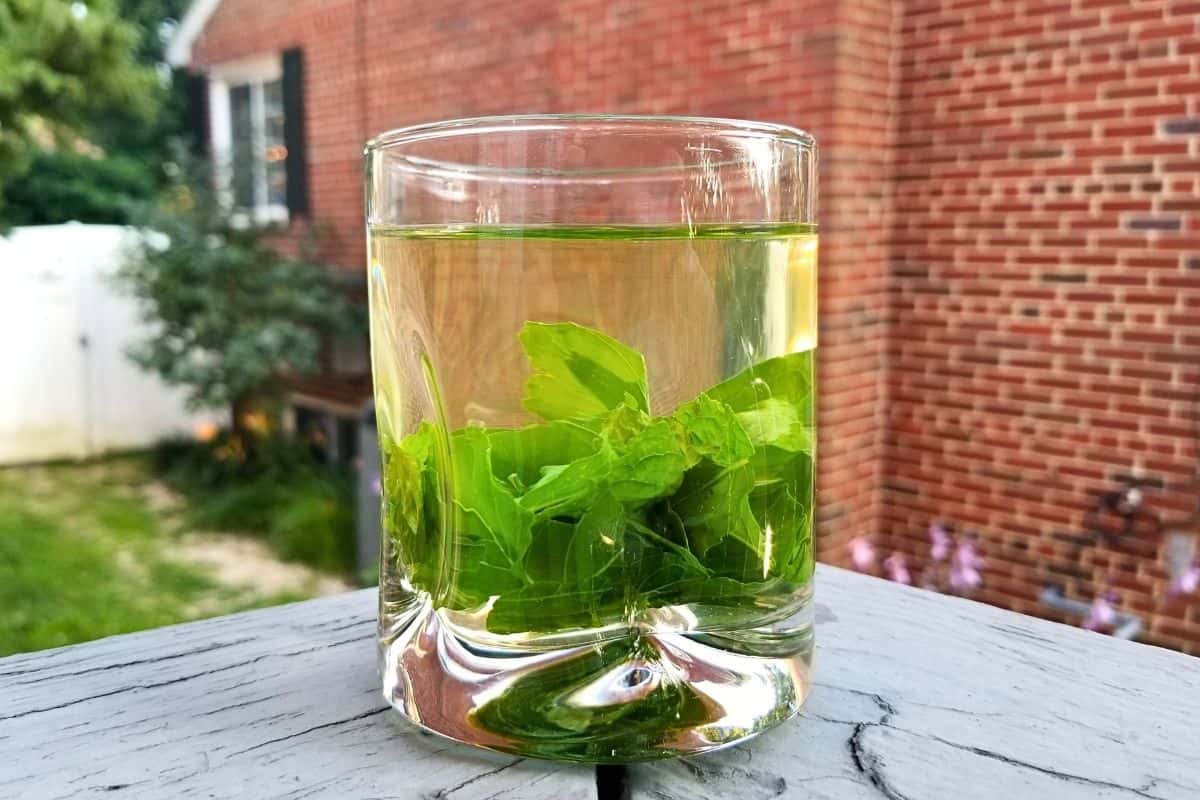 holy basil (tulsi) tea with mint in a glass.