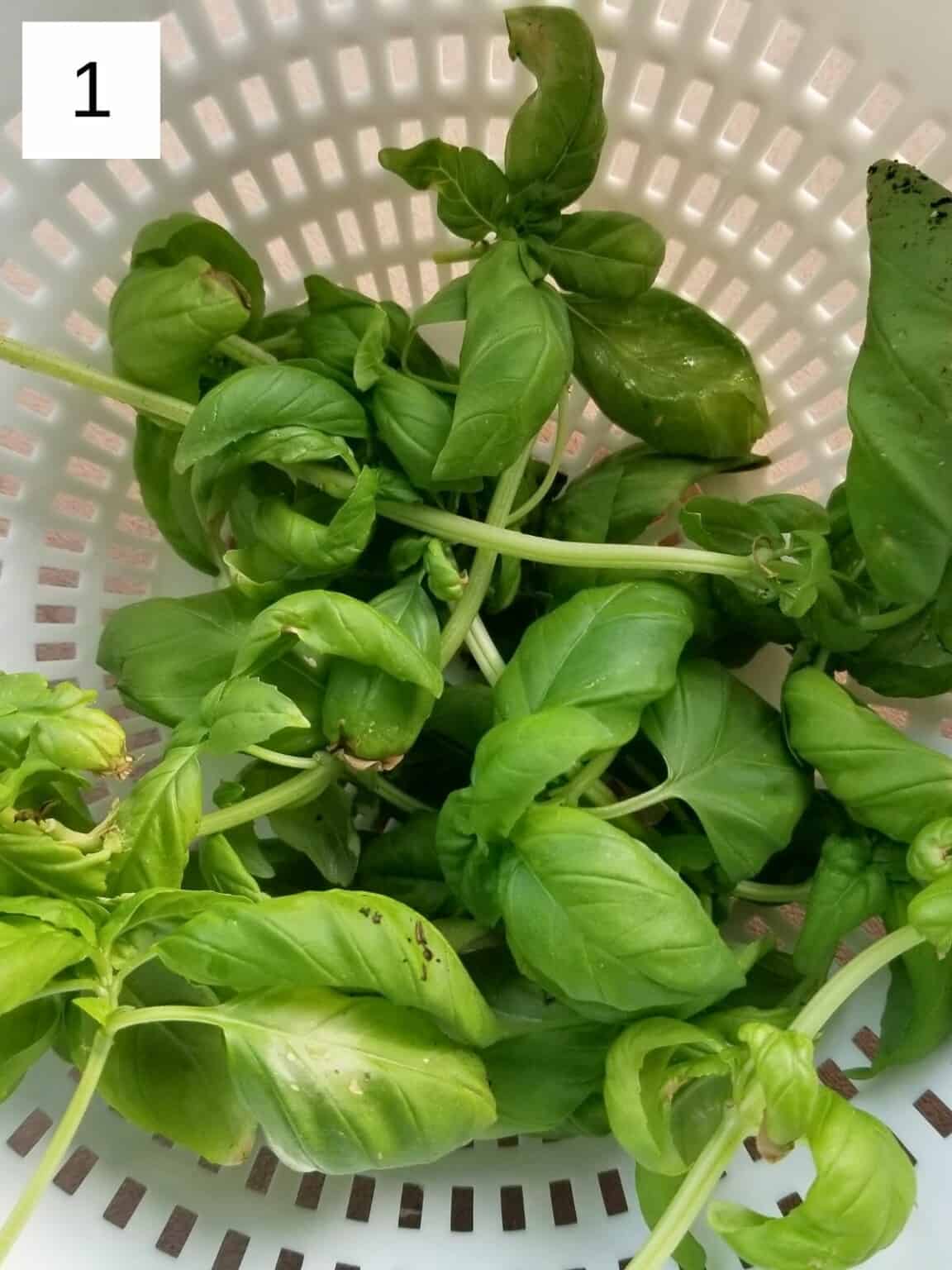 DairyFree Macadamia Pesto (Low FODMAP, AIP) Low Histamine Eats