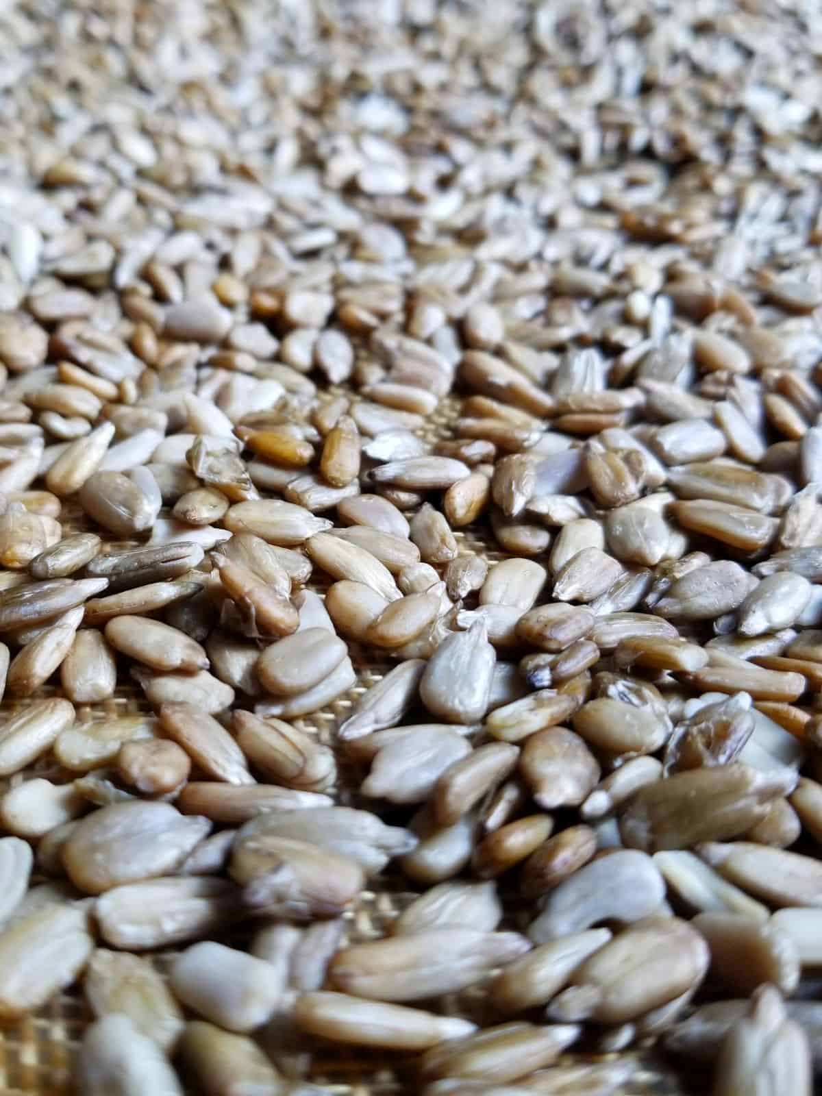 Vegan Sunflower Seed Pesto (Without Lemon Juice, Low Histamine)